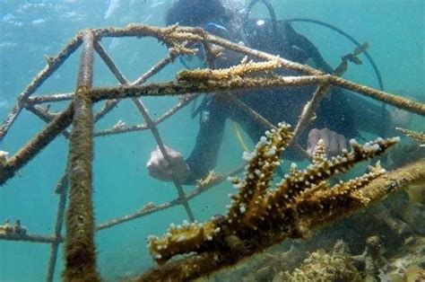 Coral launches six.